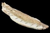 Fossil Mosasaur (Tethysaurus) Jaw Section - Goulmima, Morocco #107093-4